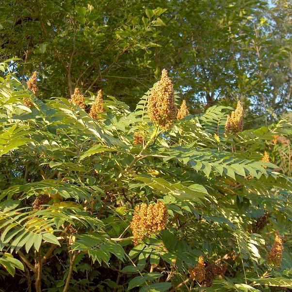 Rhus glabra  - Smooth Sumac