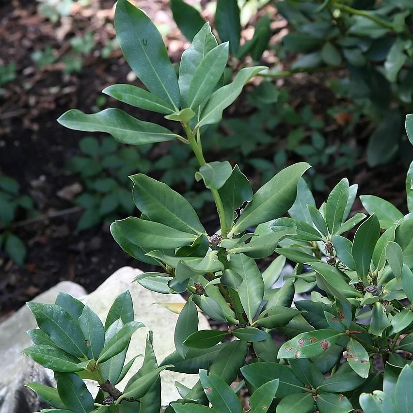 Rhododendron 'Nova Zembla'  - Nova Zembla Rhododendron