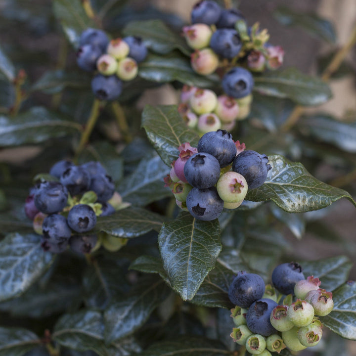 Vaccinium 'ORUS-61-1'  - Bushel and Berry® Perpetua® Blueberry