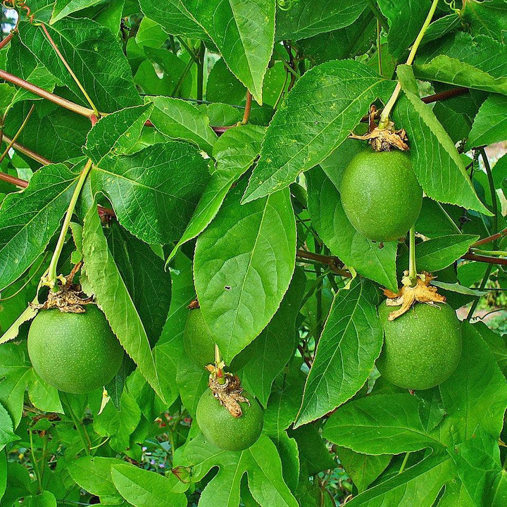 Passiflora incarnata  - Passion Flower, Maypop