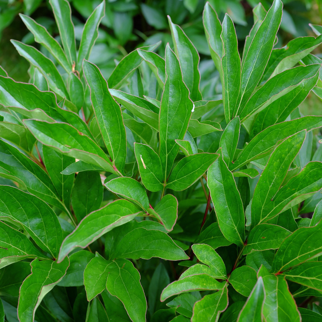 Rhododendron 'Polarnacht'  - Polarnacht Rhododendron