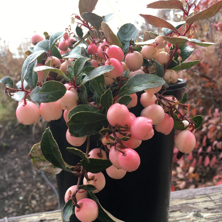 Gaultheria procumbens 'Hokutotakaji-001'  - Winter Fiesta™ Wintergreens