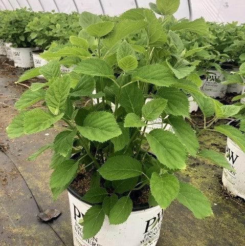 Hydrangea arborescens 'NCHA5'  - Invincibelle® Wee White Smooth Hydrangea