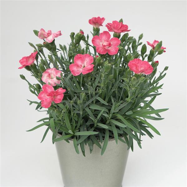 Dianthus x 'KLEDG23495'  - EverLast™ Peach Dianthus
