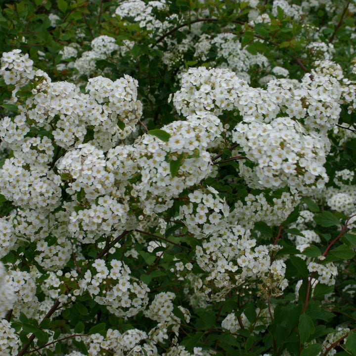 Spiraea x vanhouttei 'Renaissance'  - Renaissance Spirea