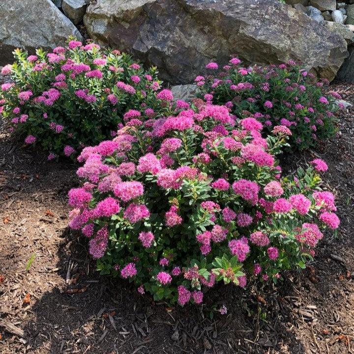 Spiraea japonica 'Odessa'  - Bloomin' Easy® Poprocks® Petite Spirea