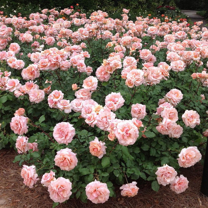 Rosa 'Meiludere'  - Mother of Pearl® Rose
