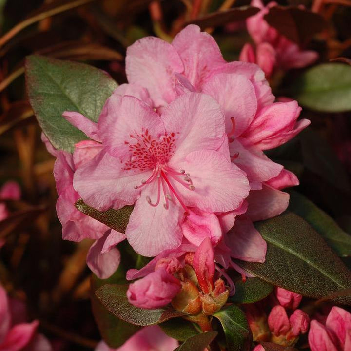 Rhododendron 'Aglo Rhododendron'  - Aglo Rhododendron