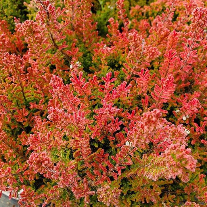Calluna vulgaris 'Firefly'  - Firefly Heather
