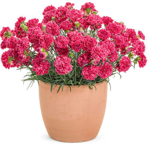 Dianthus 'Raspberry Ruffles'  - Fruit Punch® Raspberry Ruffles Dianthus