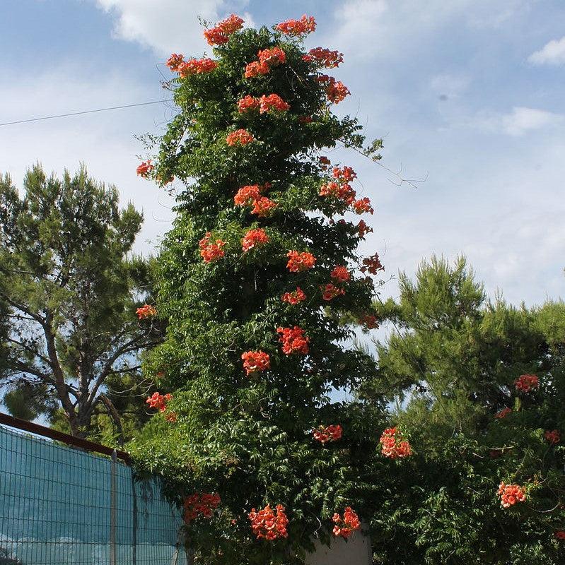 Campsis radicans  - Trumpet Vine