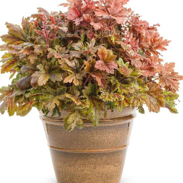 Heuchera 'Hopscotch'  - PW® Fun and Games® Hopscotch Coral Bells