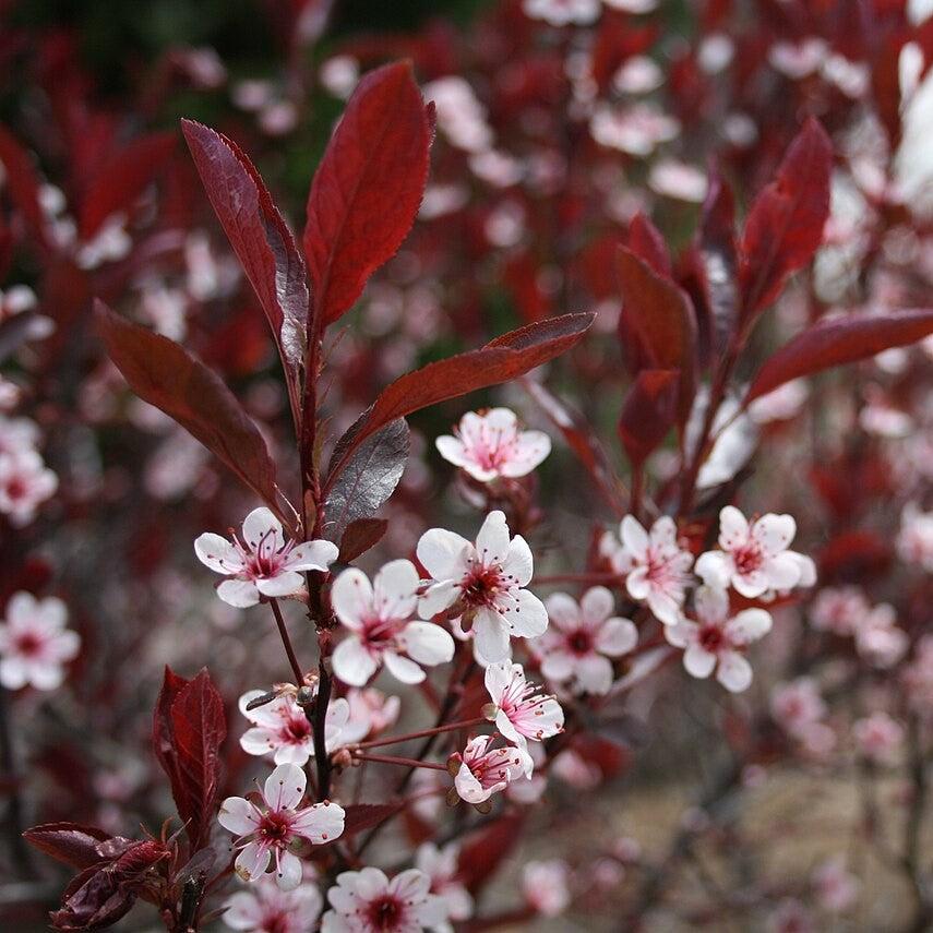 Purpleleaf Sandcherry